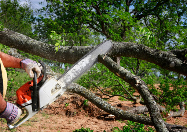 Professional  Tree Services in Ramapo College Of New Jersey, NJ